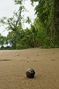 One of the many deserted beaches on Peninsula de Osa. : Costa Rica