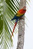 Scarlet macaw on Peninsula de Osa. : Animals, Costa Rica