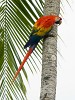 Scarlet macaw on Peninsula de Osa. : Animals, Costa Rica