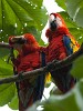 Scarlet macaws on Peninsula de Osa. : Animals, Costa Rica