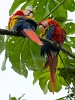 Scarlet macaws on Peninsula de Osa. : Animals, Costa Rica