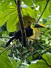 Chestnut mandibled toucan. : Animals, Costa Rica