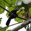 Chestnut mandibled toucan. : Animals, Costa Rica