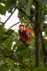 Scarlet macaw on Peninsula de Osa. : Animals, Costa Rica