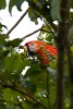 Scarlet macaw on Peninsula de Osa. : Animals, Costa Rica