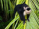 The highly intelligent white-faced (or white-throated) Capuchin monkeys. : Animals, Costa Rica