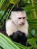 The highly intelligent white-faced (or white-throated) Capuchin monkey. : Animals, Costa Rica