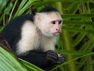 The highly intelligent white-faced (or white-throated) Capuchin monkey. : Animals, Costa Rica