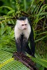 The highly intelligent white-faced (or white-throated) Capuchin monkey. : Animals, Costa Rica