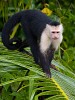 The highly intelligent white-faced (or white-throated) Capuchin monkey. : Animals, Costa Rica