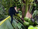 The highly intelligent white-faced Capuchin monkey effortlessly opening a coconut. : Animals, Costa Rica