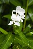 Impeccable white flowers in the jungle of Peninsula de Osa. : Costa Rica, Flowers