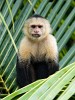 The highly intelligent white-faced (or white-throated) Capuchin monkey. : Animals, Costa Rica