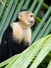 The highly intelligent white-faced (or white-throated) Capuchin monkey. : Animals, Costa Rica