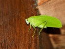 Huge bug on Peninsula de Osa. : Animals, Costa Rica