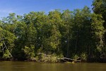 Mangroves along Sierpe river. : Costa Rica