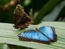 Huge butterflies. : Animals, Costa Rica