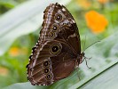 Huge butterfly. : Animals, Costa Rica