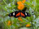 Colorful butterfly. : Animals, Costa Rica