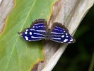 Colorful butterfly. : Animals, Costa Rica