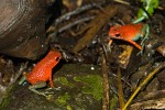 Strawberry poison dart frog showdown. : Animals, Costa Rica