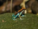 Poisonous dart frog. : Animals, Costa Rica