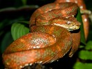 Eyelash viper. : Animals, Costa Rica