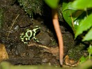 Green and black poison dart frog. : Animals, Costa Rica