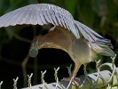 Green heron maintenance. : Animals, Costa Rica