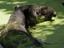 Baird's tapir. : Animals, Costa Rica