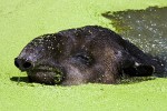 Baird's tapir. : Animals, Costa Rica