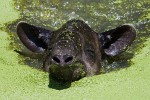 Baird's tapir. : Animals, Costa Rica