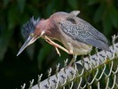 Green heron maintenance. : Animals, Costa Rica