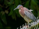 Green heron in dire need of maintenance. : Animals, Costa Rica