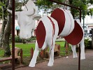 ‘Cow-art’ in San José . : Costa Rica