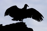 Black Vulture on the remnants of Panamá Viejo. : Animals, Panama