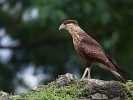 Crested Caracara on the remnants of Panamá Viejo. : Animals, Panama