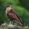 Crested Caracara on the remnants of Panamá Viejo. : Animals, Panama