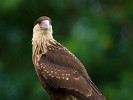 Crested Caracara on the remnants of Panamá Viejo. : Animals, Panama