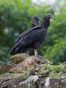 Black Vultures on the remnants of Panamá Viejo. : Animals, Panama