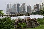 Black Vultures on the remnants of Panamá Viejo with the skyscrapers of Panamá city in the background. : Animals, Panama