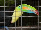 Beautifully colored Keel-billed Toucan in a cage at Residencial El Valle. : Animals, Panama