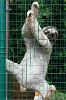 Three-toed sloth in El Valle’s Zoo El Níspero. : Animals, Panama