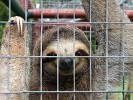 Three-toed sloth in El Valle’s Zoo El Níspero. : Animals, Panama