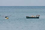 Brown pelicans. : Animals, Panama