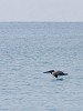 A brown pelican makes flight look very easy. : Animals, Panama