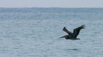 A brown pelican makes flight look very easy. : Animals, Panama