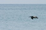 A brown pelican makes flight look very easy. : Animals, Panama