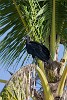 Black Vulture. : Animals, Panama