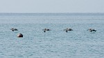 Brown pelicans making flight look easy. : Animals, Panama